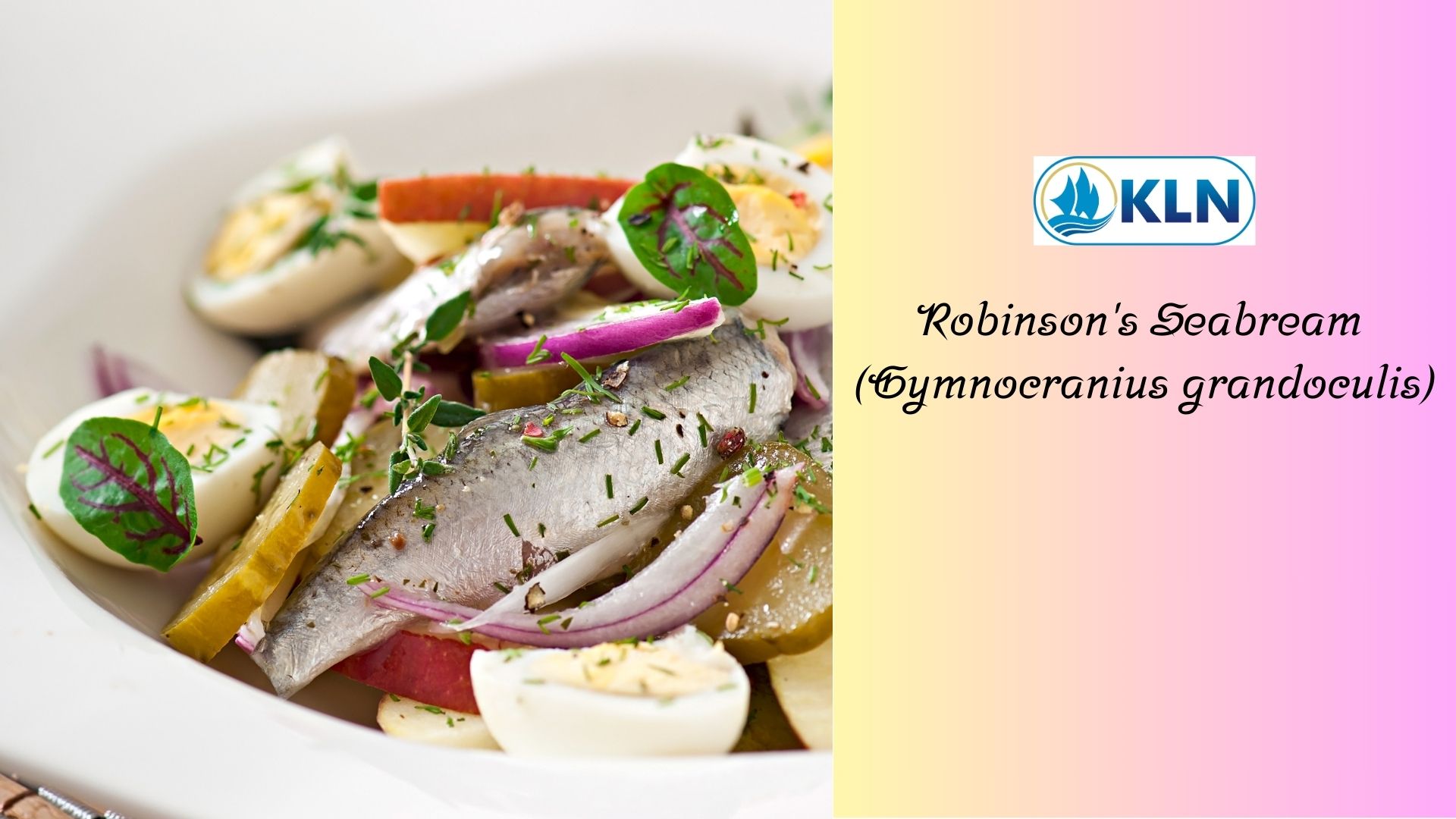 Robinson's Seabream (Gymnocranius grandoculis)